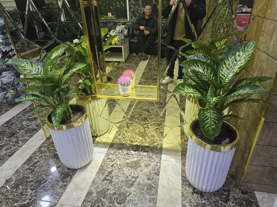 Голландия ва хитой гуллари