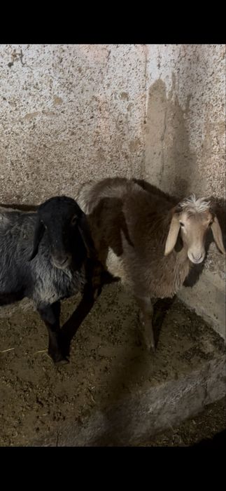 Sovluq bara sotiladi boğoz