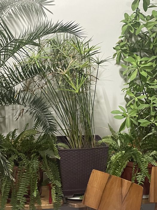 хона гуллари зонтик не дорого