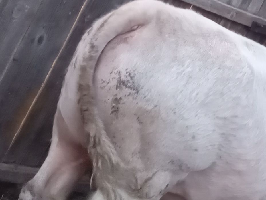 Продам 2 быка с откорма