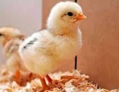 Балапан сатылады