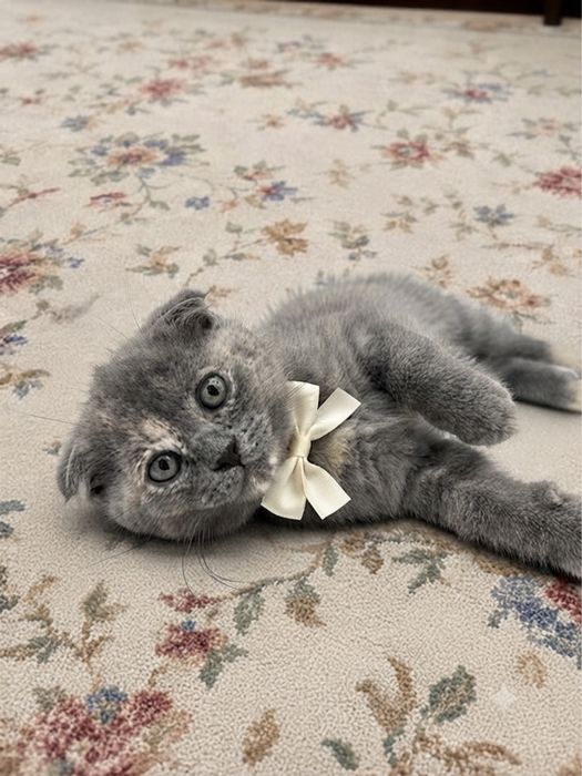 Mushuk sotiladi scottish fold