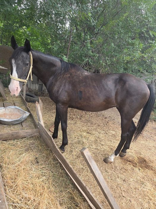 лошадь с красным паспортом