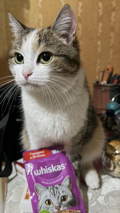 Отдам Кошку в хорошие руки!