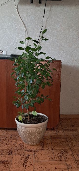 Продам комнатные цветы