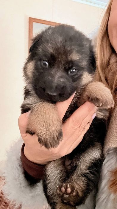 Продам щенков немецкой овчарки