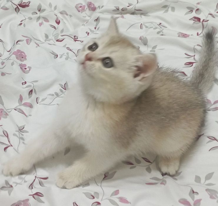 Продается чистокровные котята шиншилла.