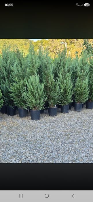 Vindem plante ornamentale copaci ornamentali prețuri acesibile transport gratuit ne deplasam în toată țara