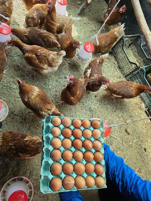 Домашни кокоши яйца!