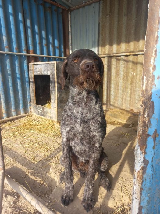 Продам чистокровного Дратхаара !