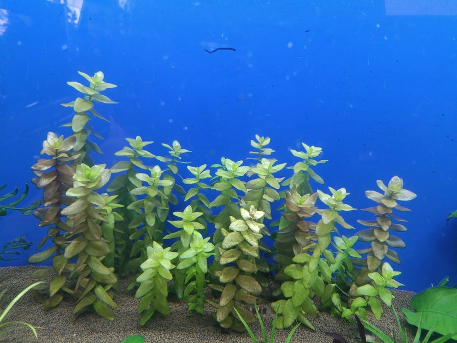 Аквариумные растения
