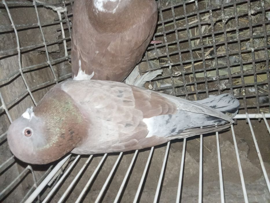 Кептер сатыладыы