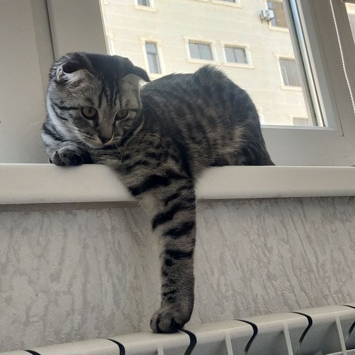 Шотландский вислоухий