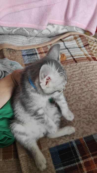 Отьдам домащный шотландский кошка