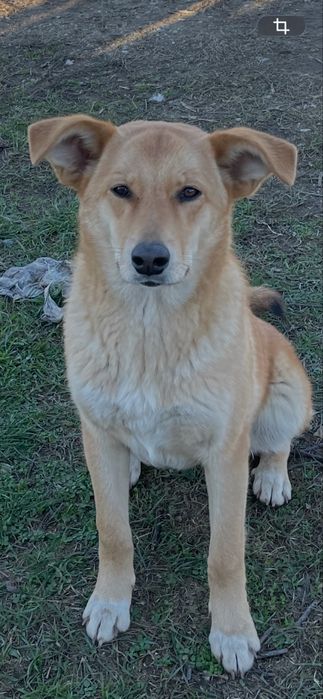 Caini superbi pentru adoptie gratis