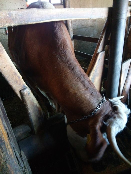 Vănd vacă bălță românească