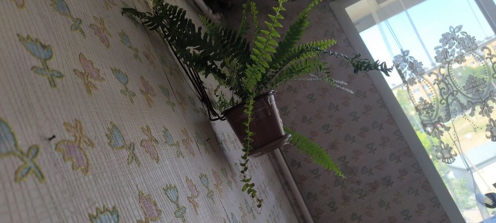 Папоротник домашние цветы