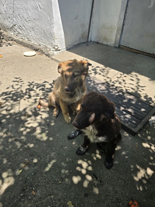 Отдам щенят в хорошие и добрые руки!