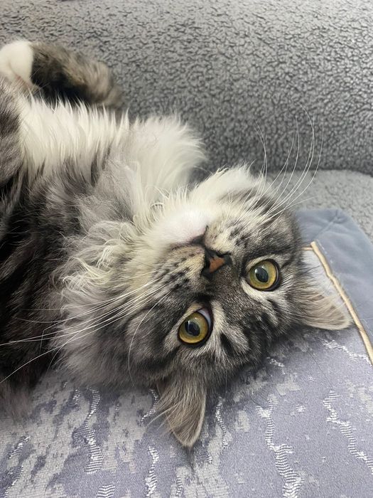 Продам домашнего Кошака