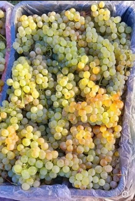 Vand struguri de vin