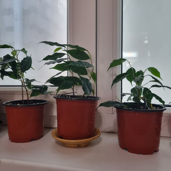 Домашние цветы фикус