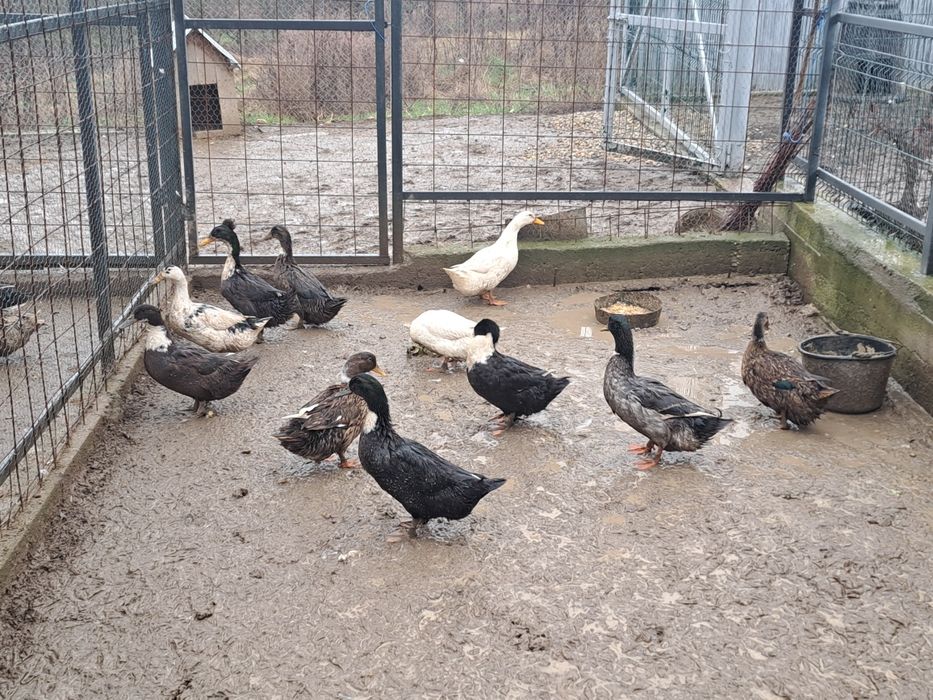 Vând rațe românești tinere