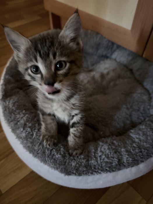Котята 8 недель, в добрые руки