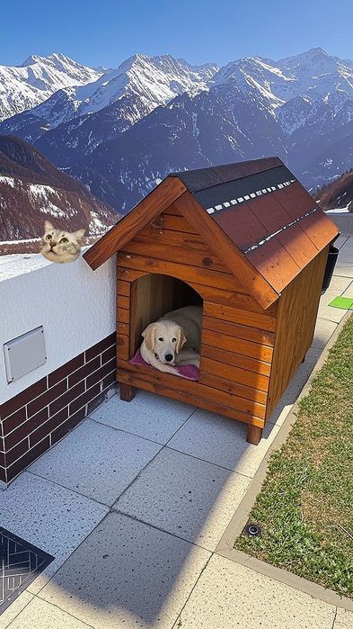 Cuști căței chitila