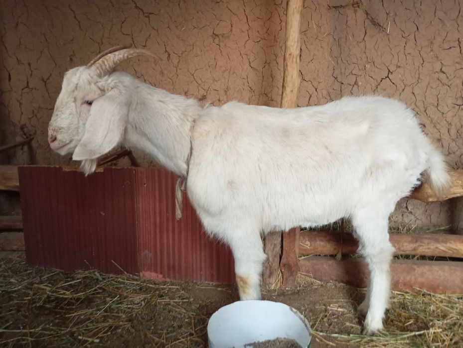 Эчки она бола согиладиган