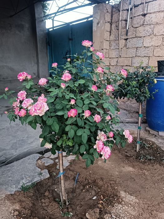 Shtamp atirgullari sotiladi