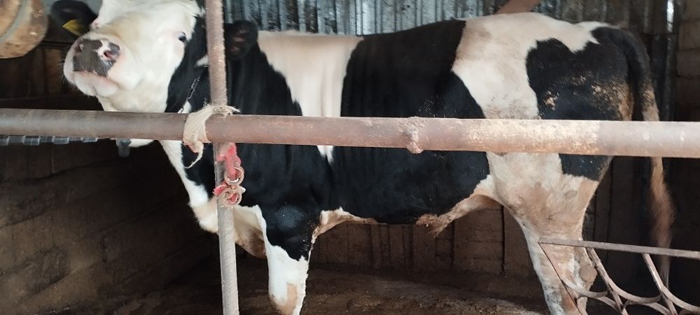 Симнтал гибрид бука 2 яшар хали тиш бумаган буйи 160 срочно сотлади ср