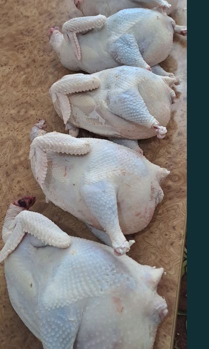 Куры несушки 1.5 года