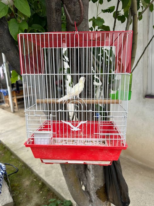 Kanareyka Nar 6 oylik