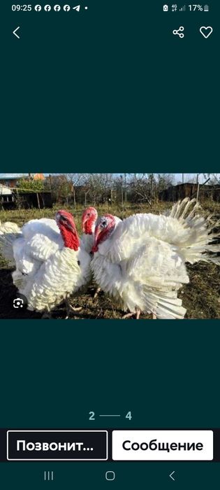 Бронза 708 ва биг6 курка жужалари сотилади