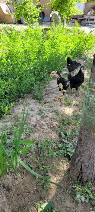 Австролорп румыния