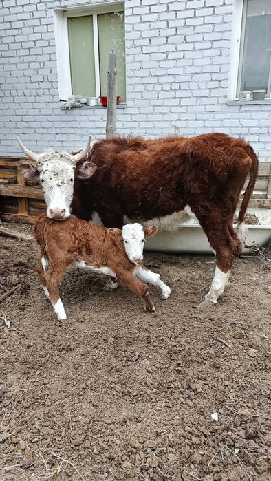 Бұзаулы сиыр сатылады.