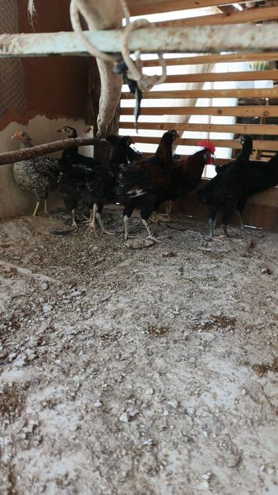 Adler xorozlari bilan hashaki jojala sotiladi