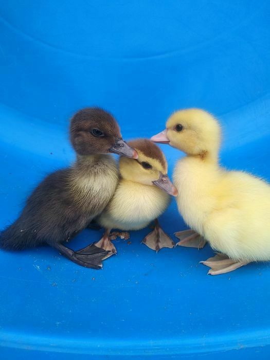 Индоутки крупных немецких пород