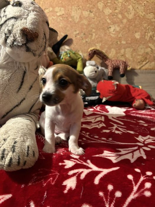 Мини джак ръсел женски 2 бр налични 200 евро/бр