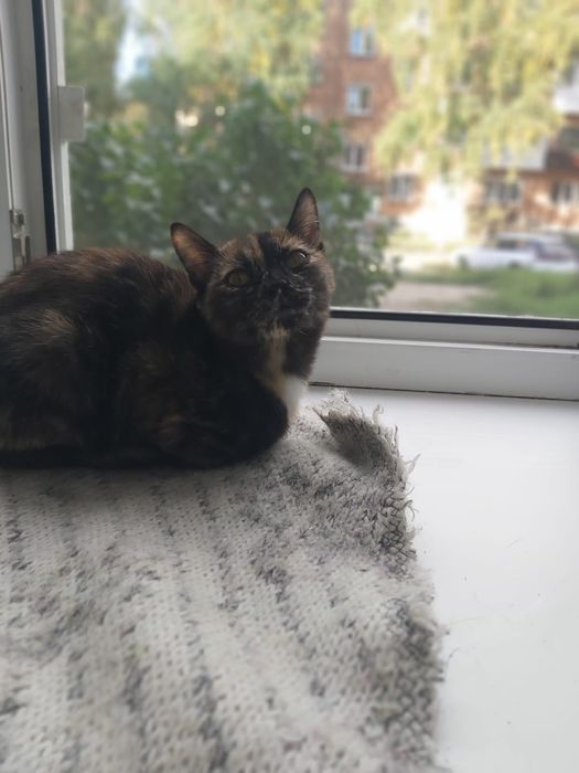 Срочно нужно пристроить кошку.