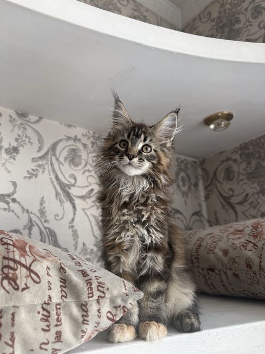 Мейн кун котенок девочка 3 месяца черепаховый окрас