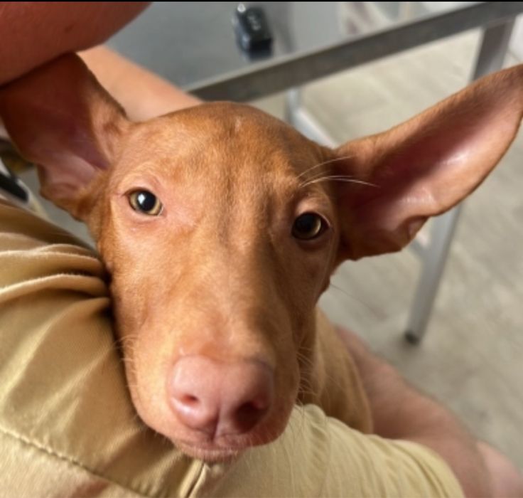 Фараонова собака