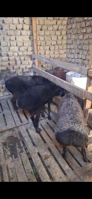 3 бас кошкар сатлмда