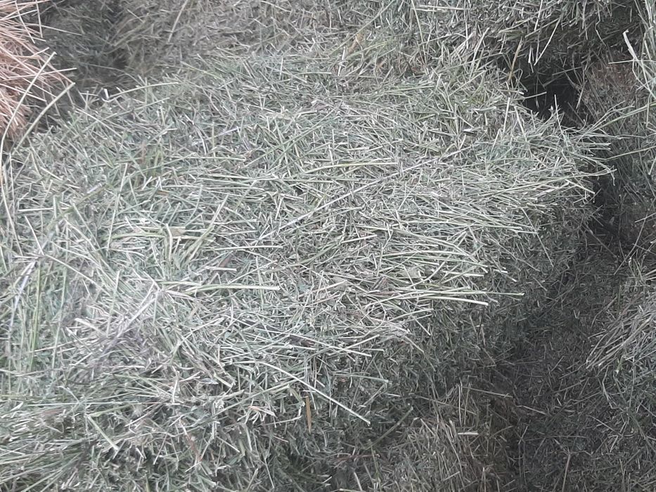 Клевер, жоныршка