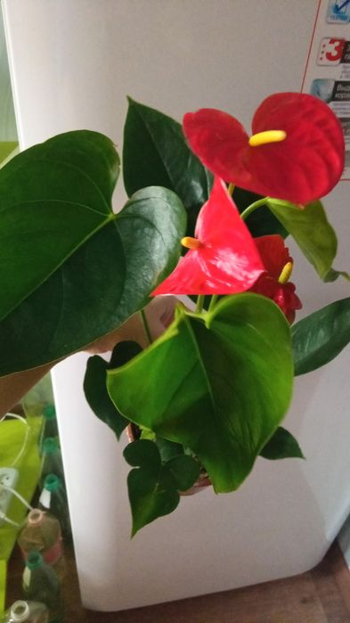 Продам комнатные растения