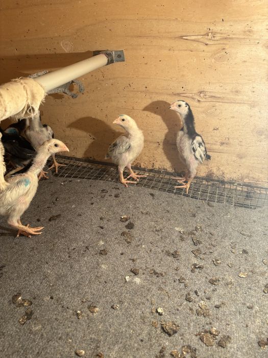 Продам цыплята шамо.