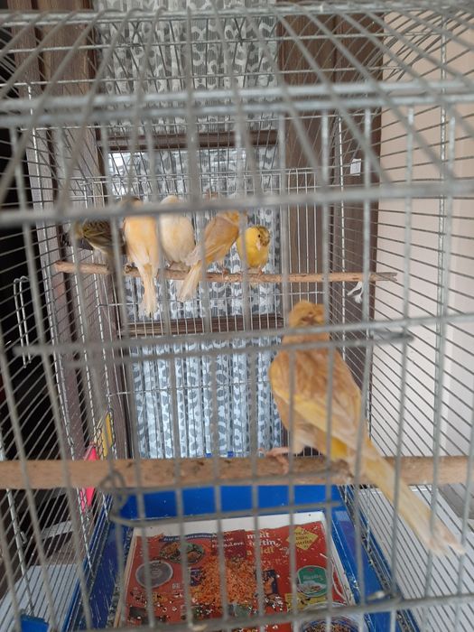 Vând canari 6 buc