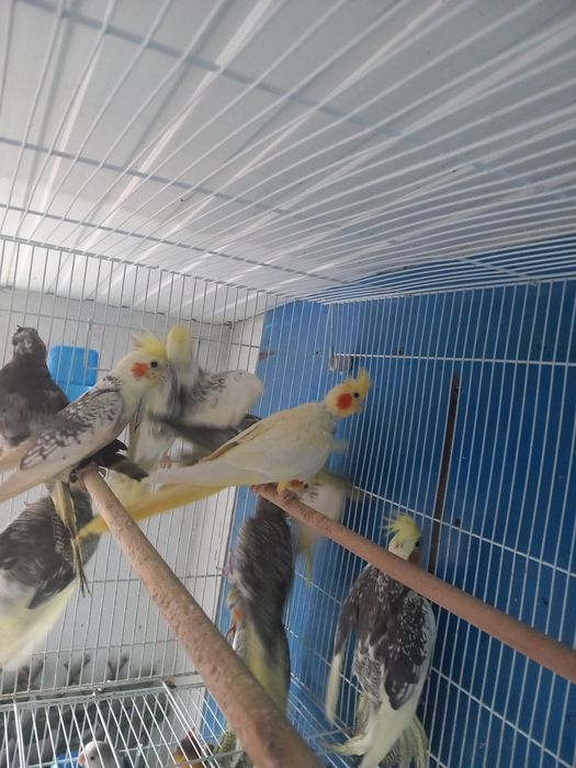 Papagali nimfe cu mot