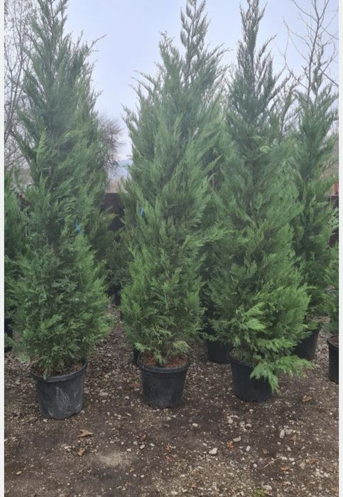 Leylandii 150-200 cm \ Gard viu