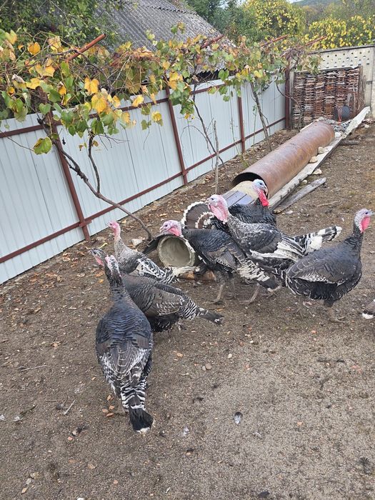 De vânzare curci,gâște si cocoși